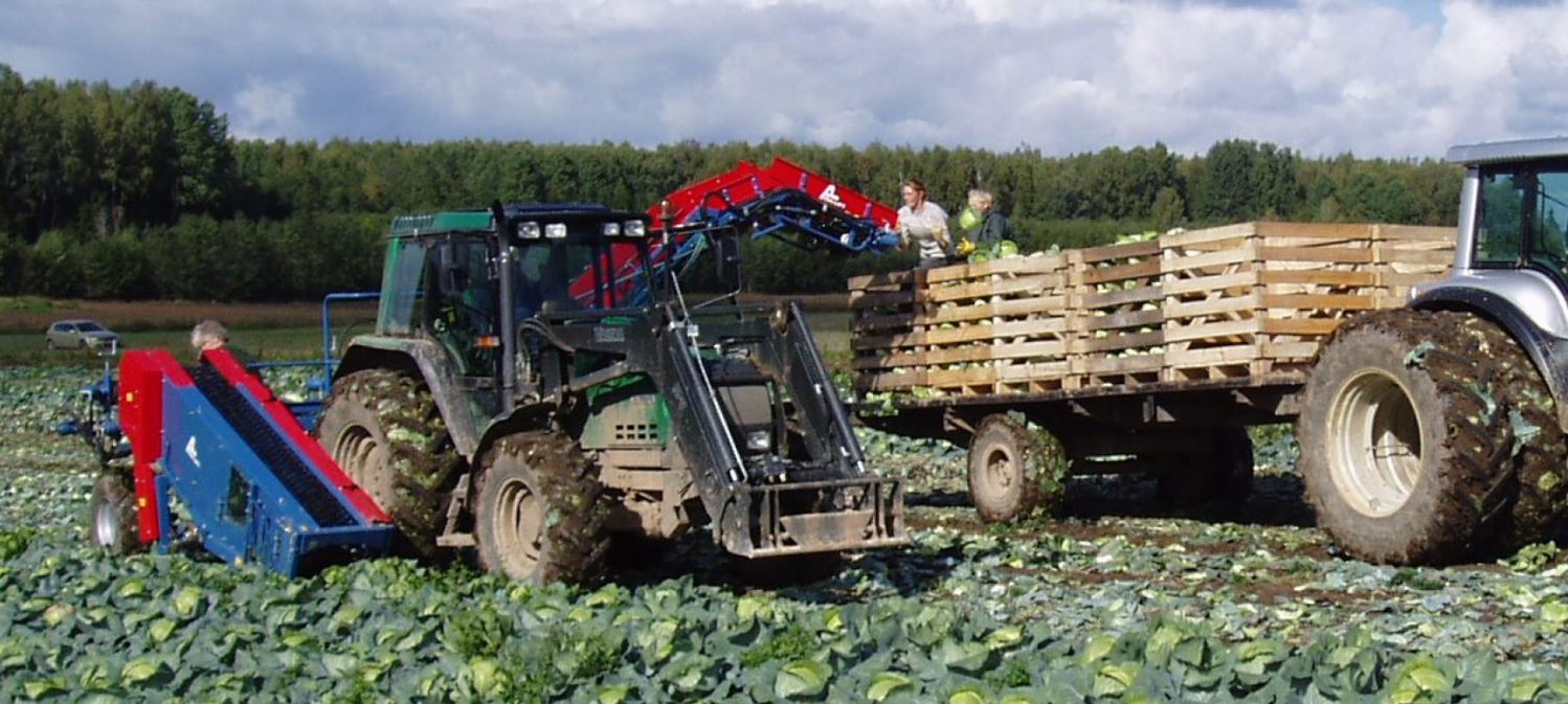 sklizec zeli, ASA-LIFT, zelí, sklizeč, sklízení